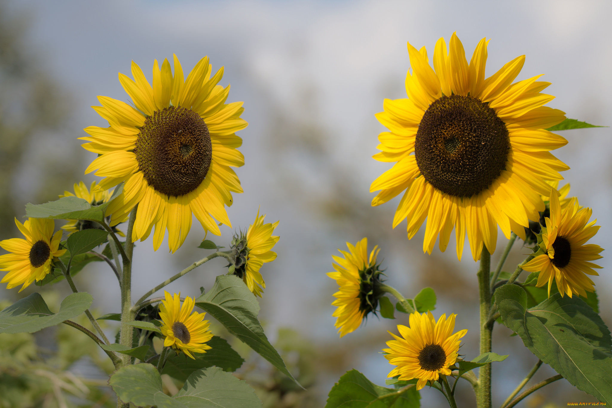 , , sunflower, , , , bloom, flowers, petals